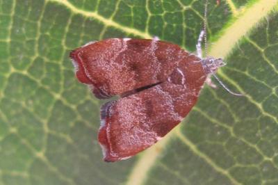 <i>Choreutis nemorana</i>