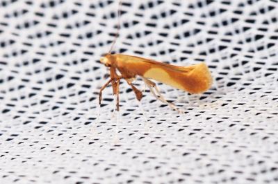 <i>Caloptilia robustella</i>