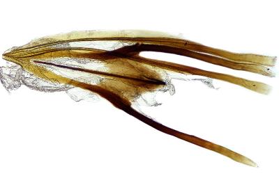 <i>Cauchas rufifrontella</i>