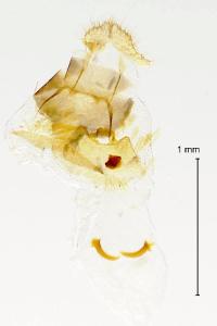 <i>Grapholita funebrana</i>