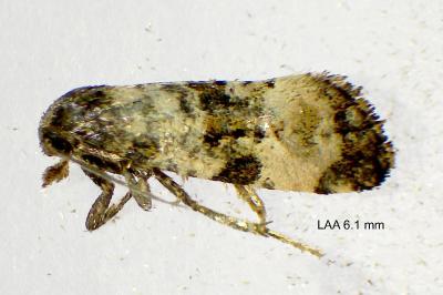 <i>Cochylichroa atricapitana</i>