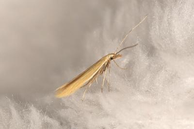 <i>Coleophora</i>
