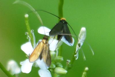 <i>Adela reaumurella</i>