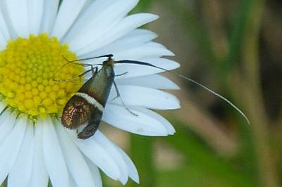 <i>Adela australis</i>