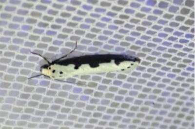 <i>Ethmia bipunctella</i>