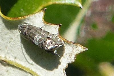 <i>Dichrorampha</i>