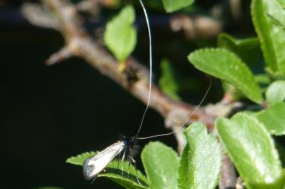 <i>Adela reaumurella</i>