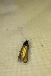 <i>Adela reaumurella</i>