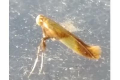 <i>Caloptilia alchimiella/robustella</i>