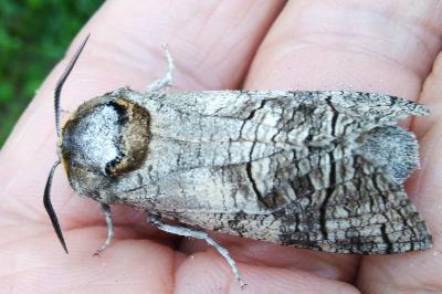 <i>Cossus cossus</i>