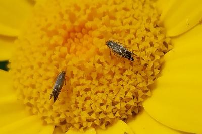 <i>Glyphipterix simpliciella</i>