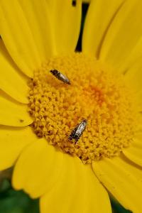 <i>Glyphipterix simpliciella</i>