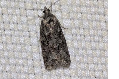 <i>Cnephasia</i>