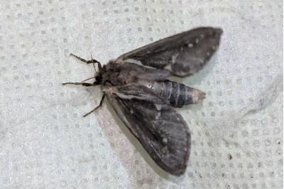 <i>Korscheltellus lupulinus</i>