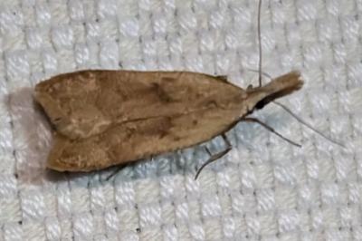 <i>Dichomeris derasella</i>