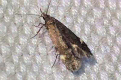 <i>Aproaerema</i>