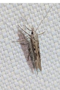<i>Ypsolopha</i>