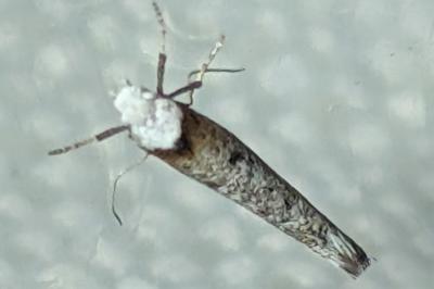 <i>Pseudoswammerdamia</i>