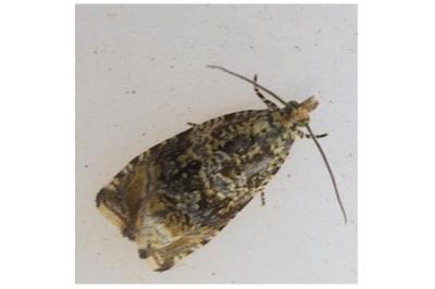 <i>Celypha lacunana</i>