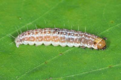 <i>Tortricodes alternella</i>