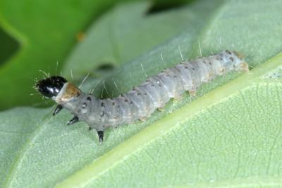 <i>Tortrix viridana</i>