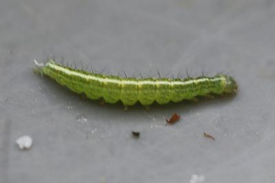 <i>Ypsolopha scabrella</i>