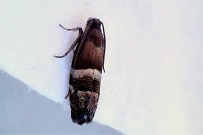Pammene juniperana