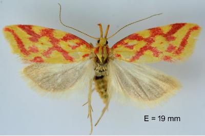 Hypercallia citrinalis