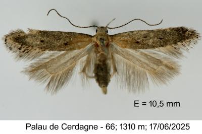 Stomopteryx pyrenaella