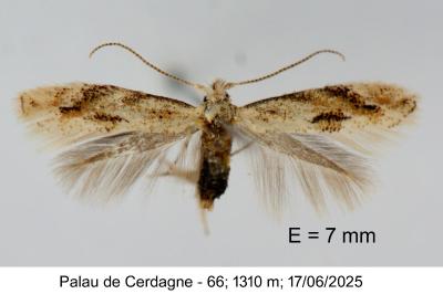 Bucculatrix bechsteinella