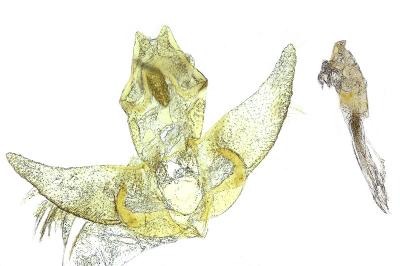 Agonopterix purpurea
