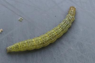 Ypsolopha lucella