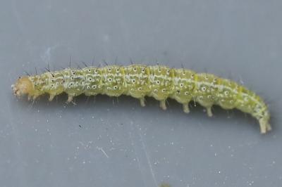 Ypsolopha lucella