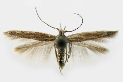 Coleophora scabrida