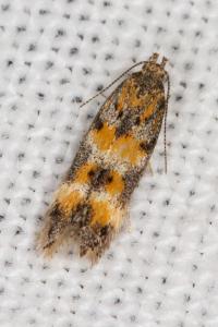 Athrips amoenella