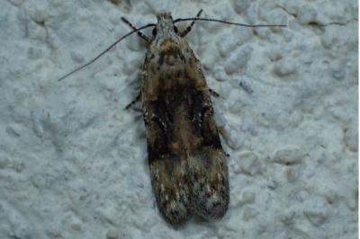 <i>Altenia scriptella</i>