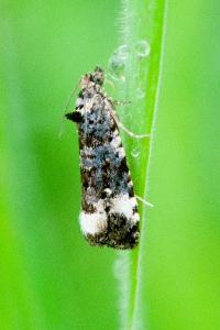 <i>Endothenia</i>