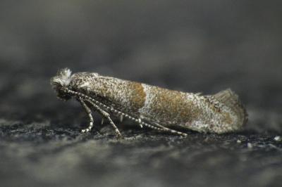 <i>Cedestis subfasciella</i>