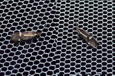 <i>Esperia sulphurella</i>