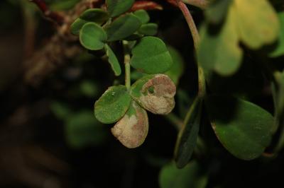 <i>Trifurcula ortneri</i>