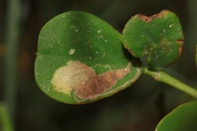 <i>Trifurcula ortneri</i>