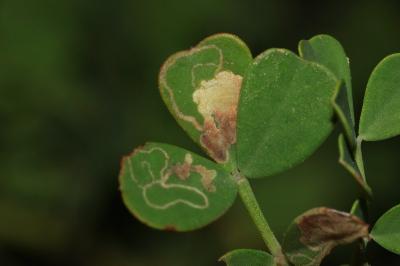 <i>Trifurcula ortneri</i>