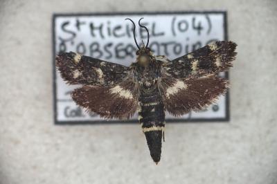 <i>Brachodes pumila</i>