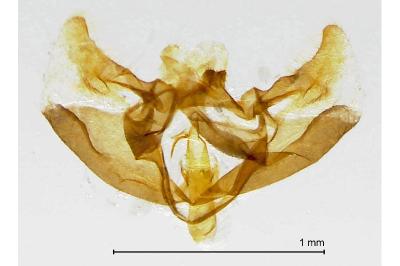 Cochylimorpha straminea