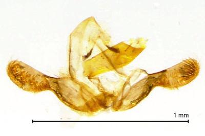 Grapholita gemmiferana