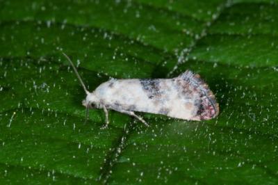 <i>Pontoturania posterana</i>
