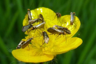 <i>Micropterix calthella</i>