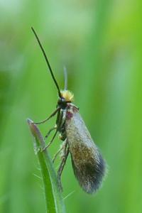 <i>Micropterix calthella</i>
