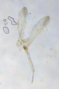 <i>Glyphipterix simpliciella</i>