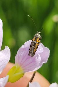 <i>Heliodines roesella</i>